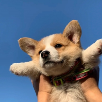 Amanda Chen's avatar